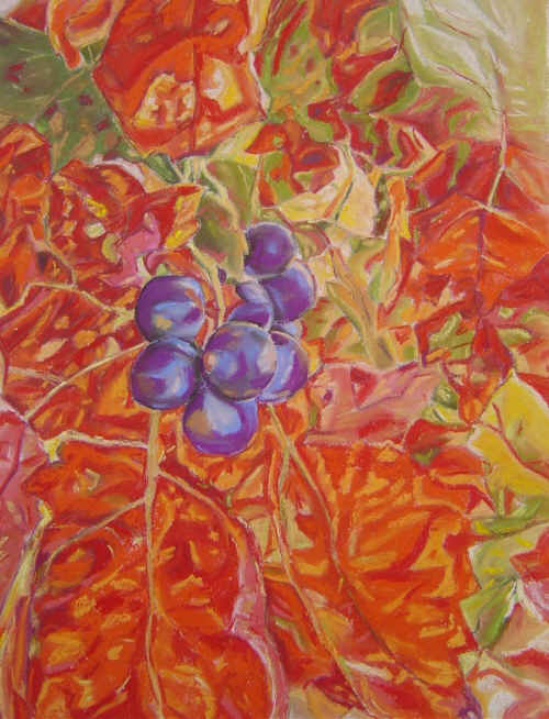vigne-provence